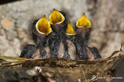 Oisillon - Benoit Danieau Photographies